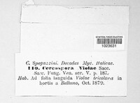 Cercospora violae image